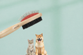 Bruno Brush